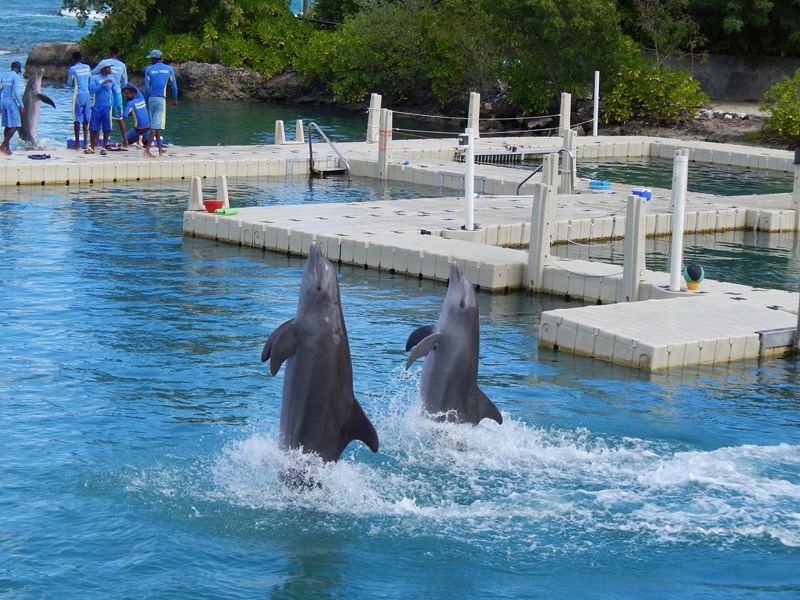 Pullmantur Shore Excursion Dolphin Experience. (photo: Daniel Capella)