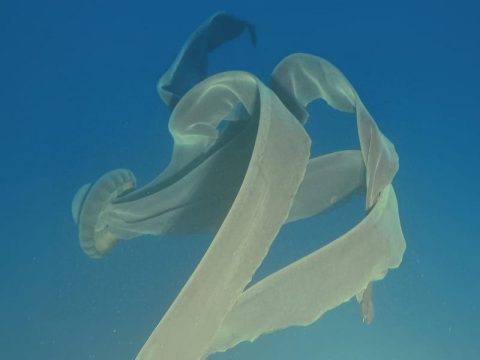 Jellyfish
