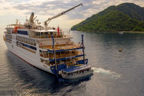 Coral Adventurer