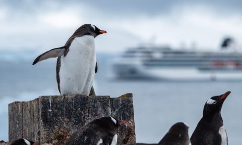 Viking Octantis in Antarctica