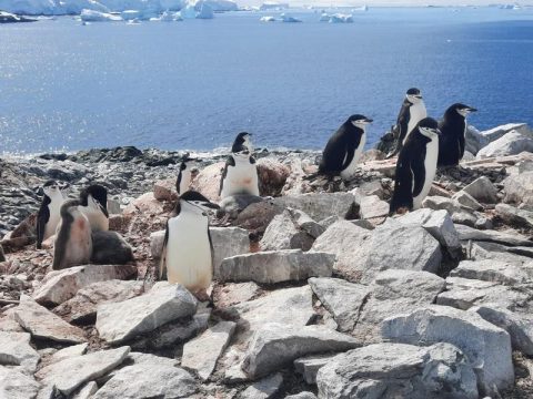 A new penguin colony