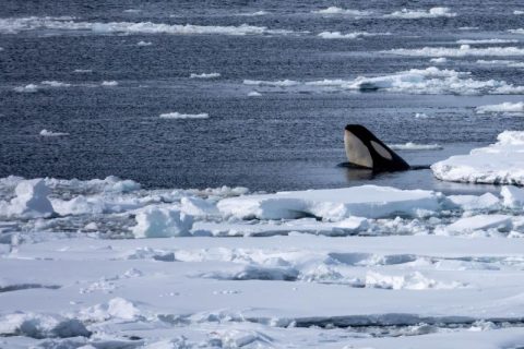 iaato acoustic mitigation antarctic whales
