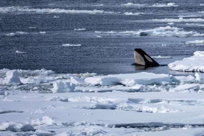 iaato acoustic mitigation antarctic whales