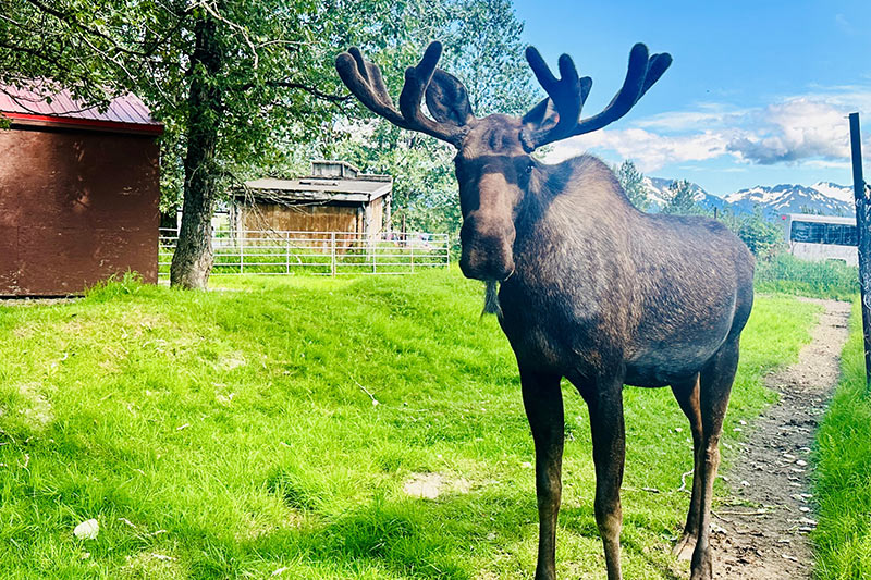 Moose
