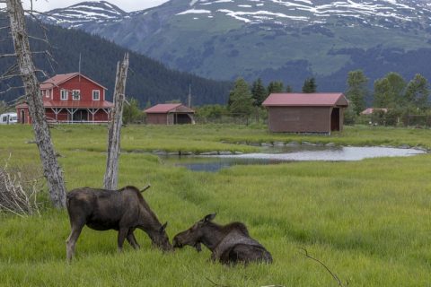 Moose