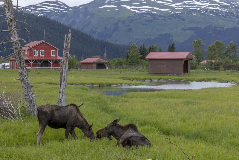 Moose