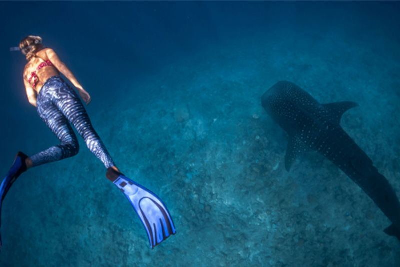 Swan Hellenic Unveils 2026-27 Raja Ampat Diving Expeditions