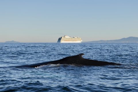 Vessel with whale