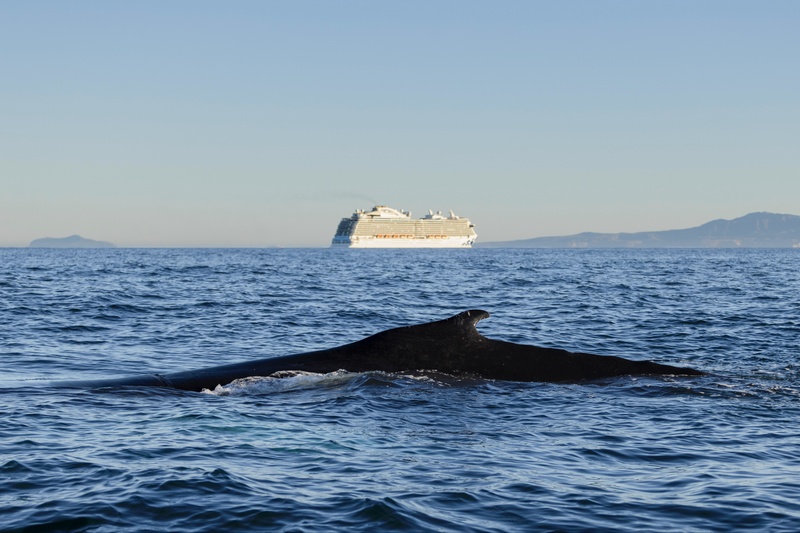 Vessel with whale