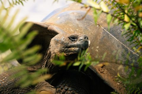 Lindblad-Backed Project Reintroduces Tortoises to Floreana Island