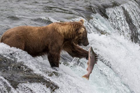 Bear and fish