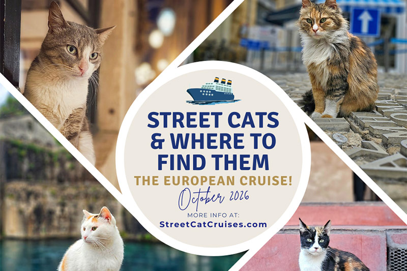 Street Cats