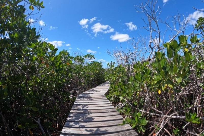 Caribbean Mangroves