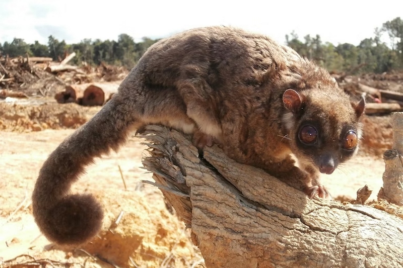 Marsupial Discovery