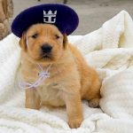 Skipper