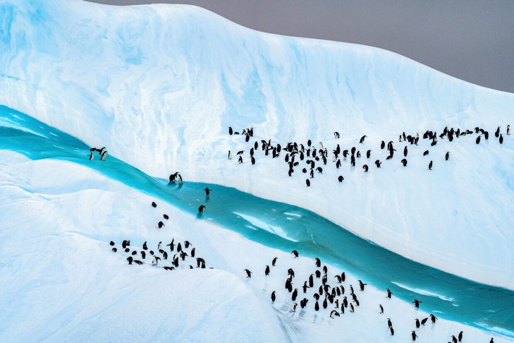 penguins ophelie bleunven