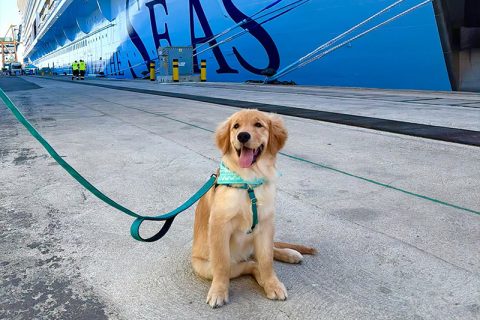 Skipper