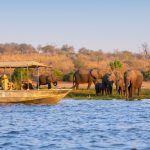 Botswana Safari