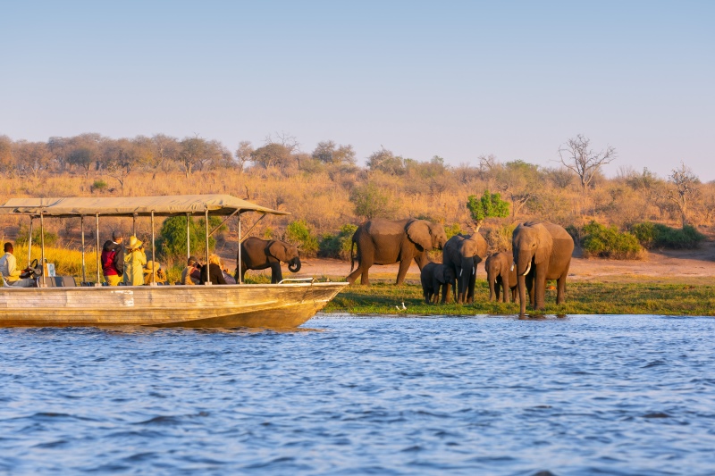 Botswana Safari