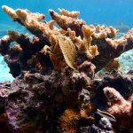 MSC Foundation Coral