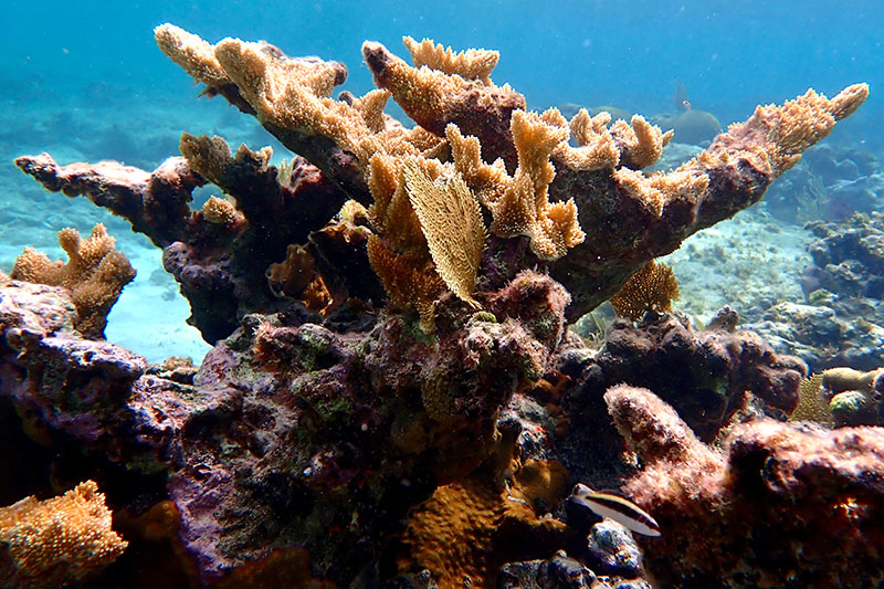 MSC Foundation Coral