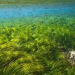 MSC Seagrass