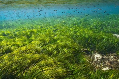 MSC Seagrass