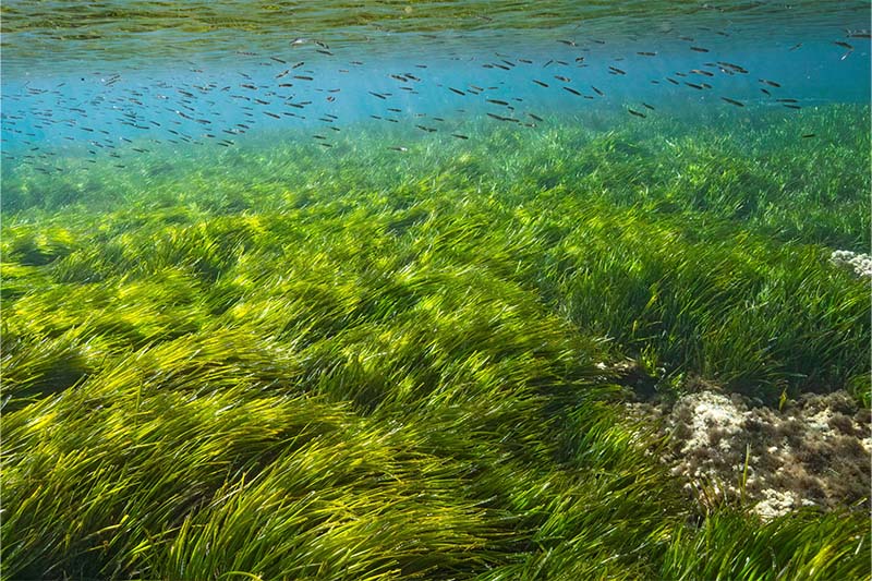 MSC Seagrass