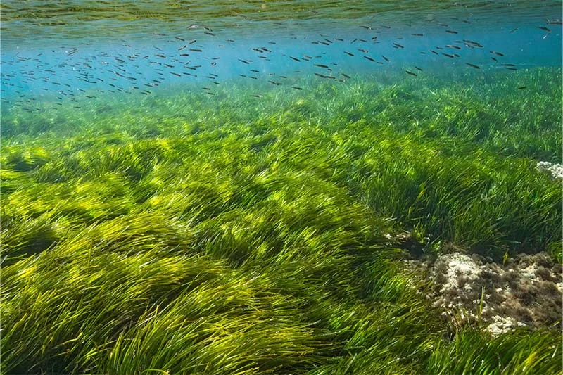 MSC Seagrass